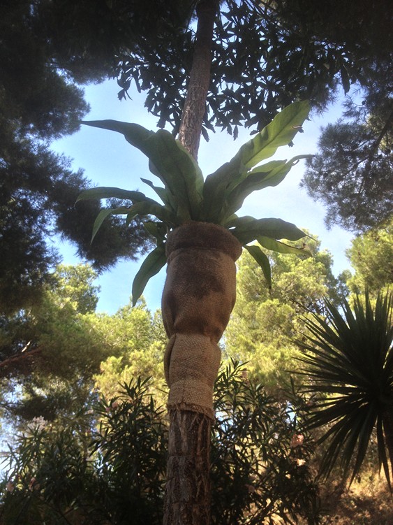 Clairiere.jpg