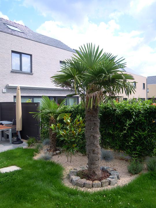 Les palmiers sont en pleine forme et je constate une pousse de facilement 20 cm par Trachycarpus. Je vais mettre d'autre photos plus tard.