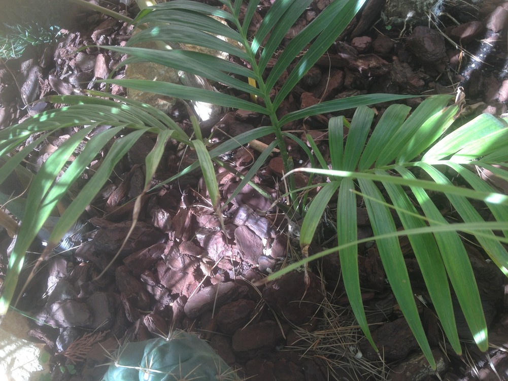 K oliviformis.jpg