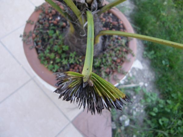 IMGP4024b.jpg