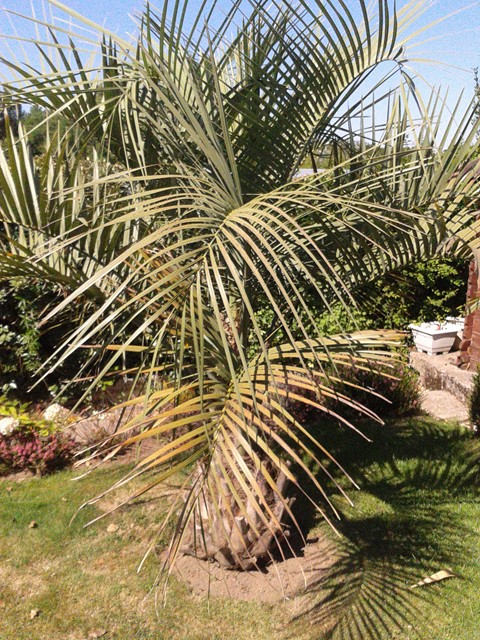 butia odorata.jpg