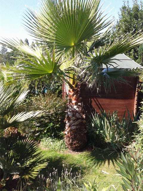 washingtonia.jpg