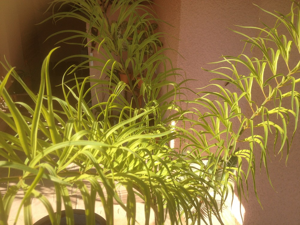 C multifrondis 2.jpg