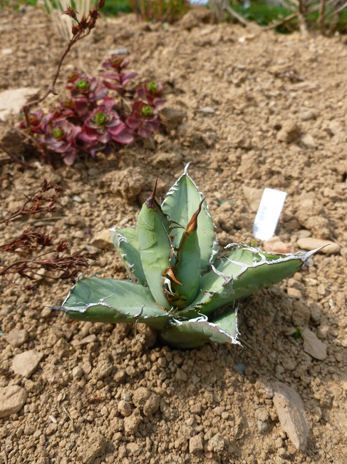 agave titanota.JPG