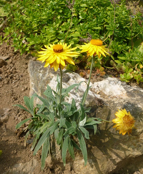 Bracteantha bracteosa 'Dargan Hill Monarch'.JPG