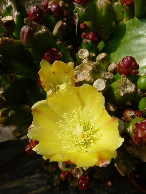 opuntia sp..JPG