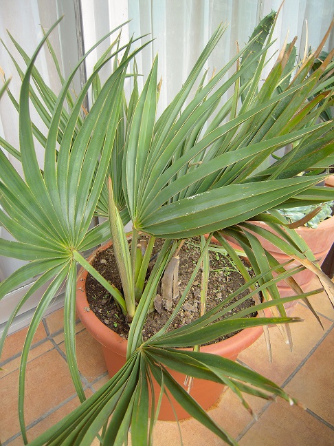Sabal minor 001.JPG