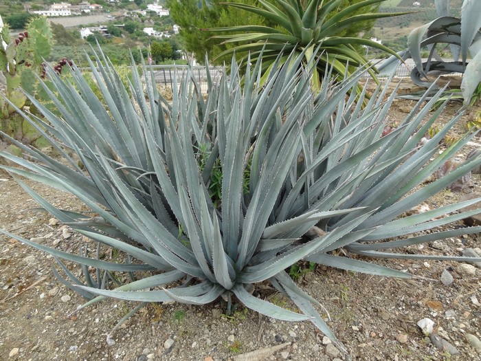 Agave lophanta var caerulescens Jardin Botanique de Cactus y otras suculentas de Casarabonela Espagne  2013 076 bis.jpg