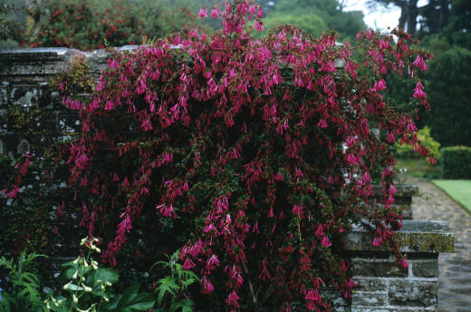 abelia floribunda.jpg