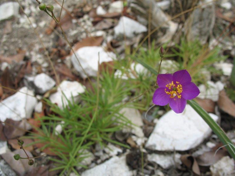Talinum calycinum