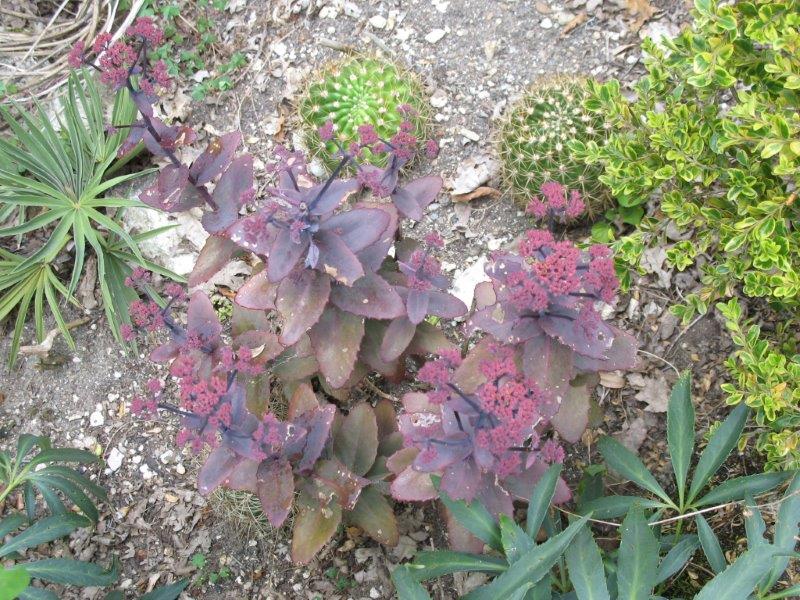 Sedum Purple Emperor