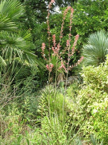 Un Hesperaloe parviflora encore en bien en fleur alors que les autres pieds ont presque terminé de fleurir.