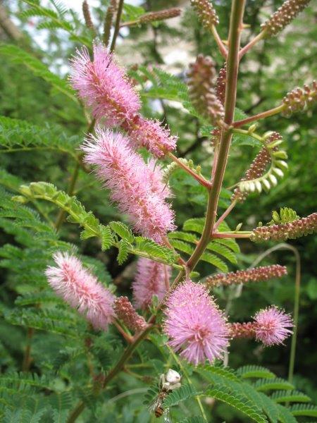 Le mimosa de plus en plus fleuri