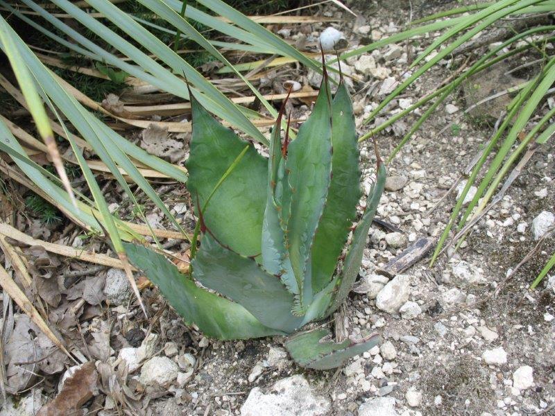 Agave maximiliana de semis