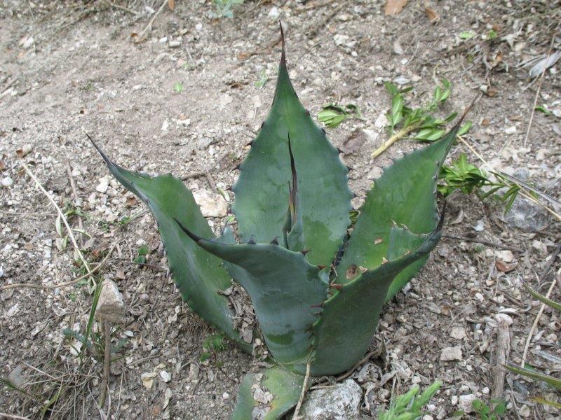 Agave durangensis de semis, qui pousse vraiment bien.