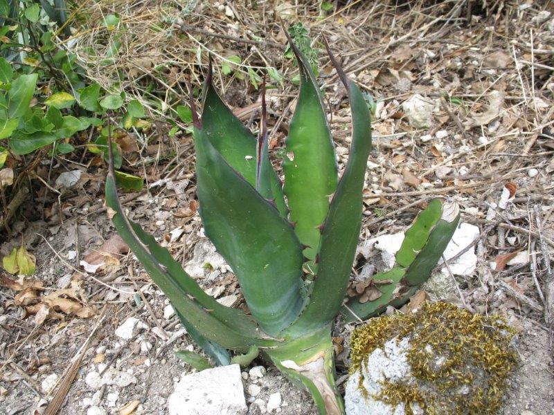 Agave a bord rouge, Mont Boron.