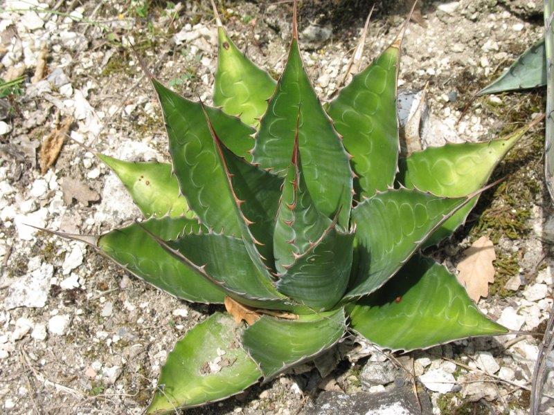 Agave montana, pousse bien mais pas vite ici.