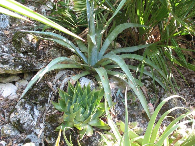 Aloe polyphylla