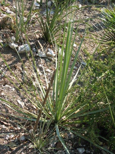 Nolina nelsonii