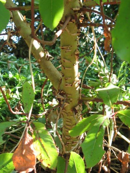 Arbutus X andrachnoides