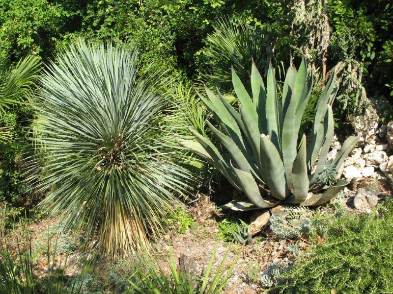 Le pépère A. salmiana (23 ans)