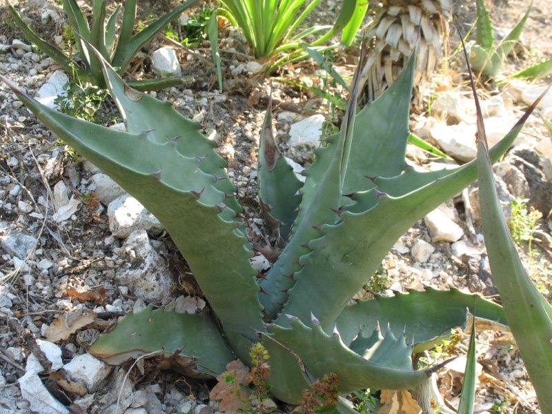 Agave ?