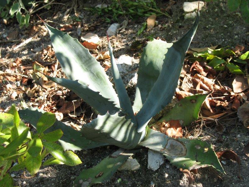 Agave ?