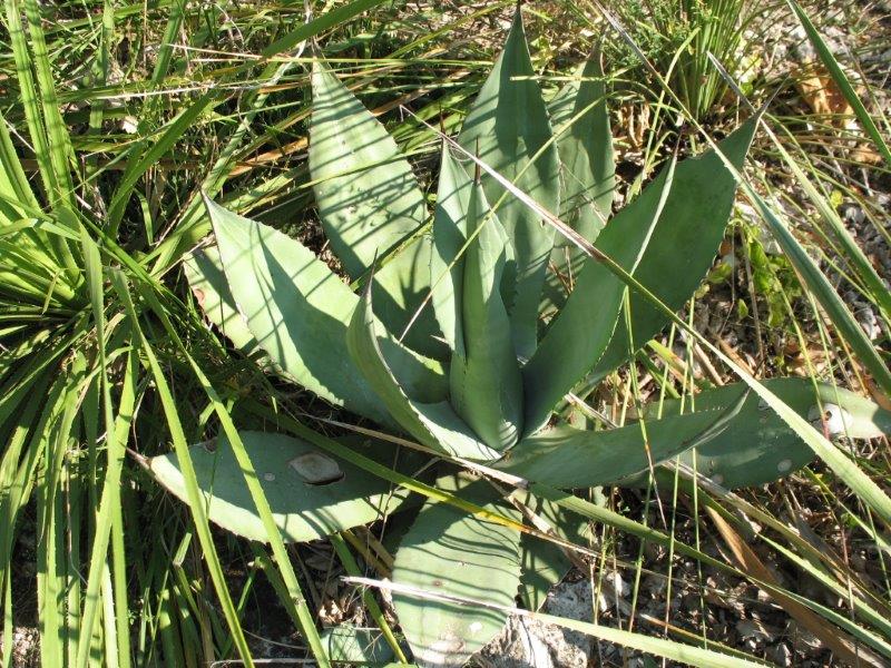 Agave ?