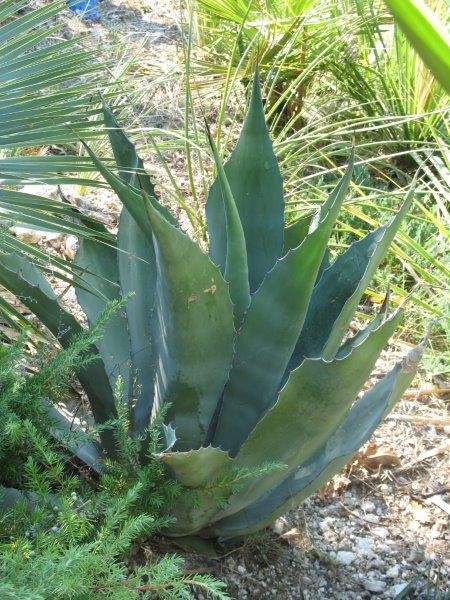 Agave salmiana (bleuté)