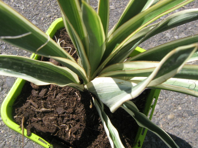 YUCCA 002.jpg