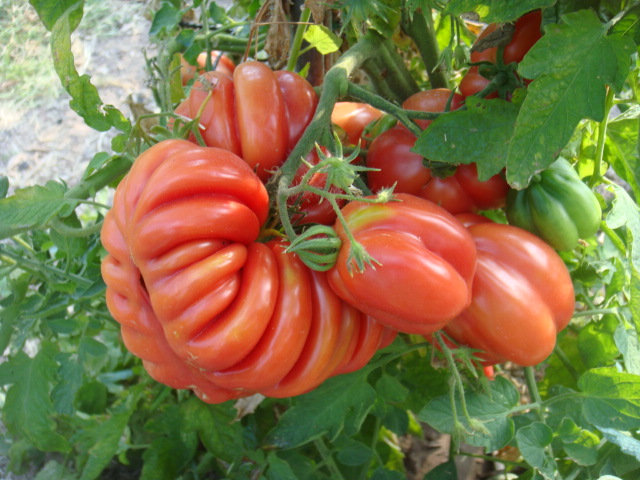 variétée cartoloto