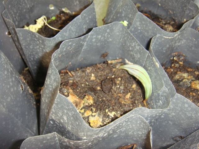 germination du bismarkia nobilis