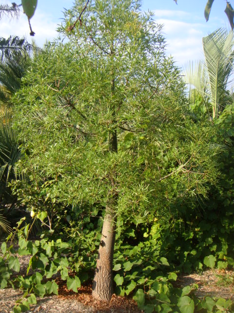 rupestris
