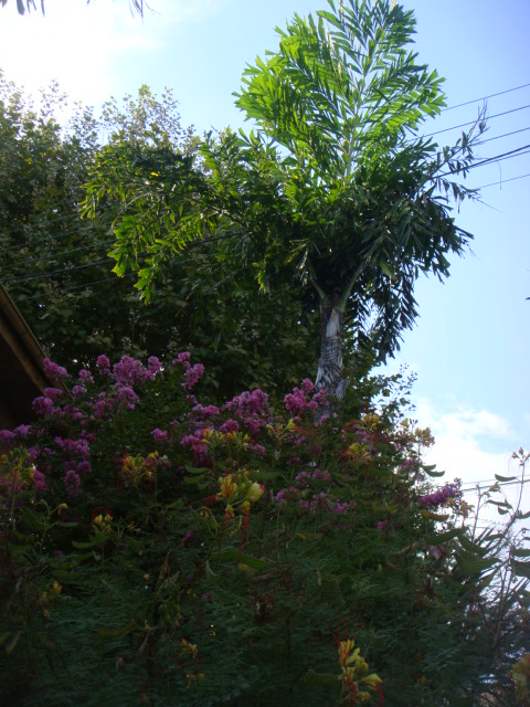 DSC05194.JPG
