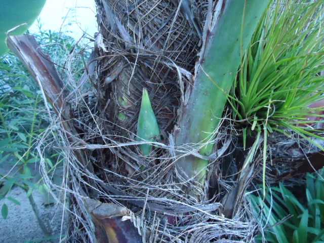 DSC01450.JPG