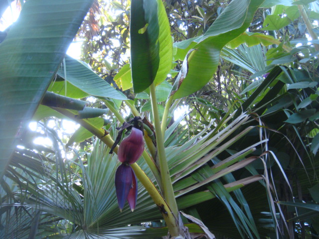 sikkimensis
