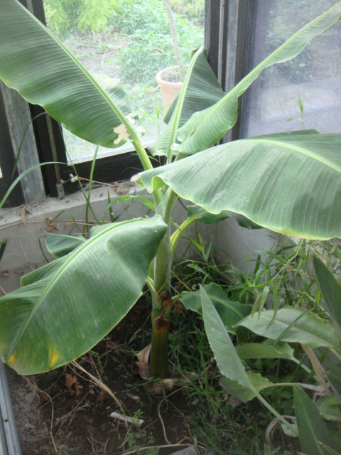 orinoco de gilles