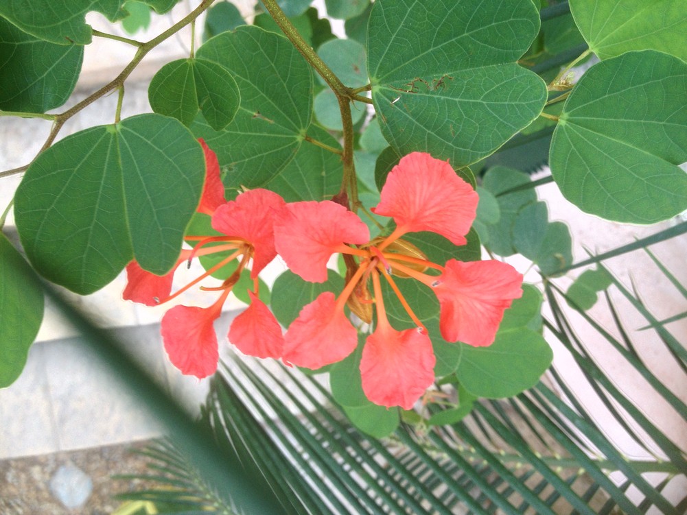 Bauhinia galpini.jpg