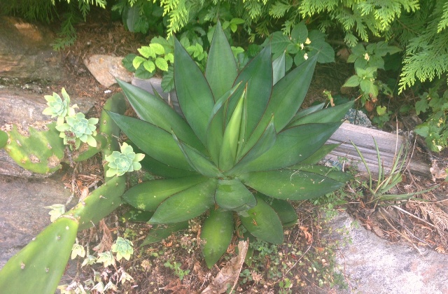 Agave.jpg