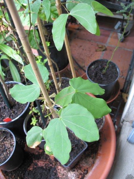 Bauhinia macranthera