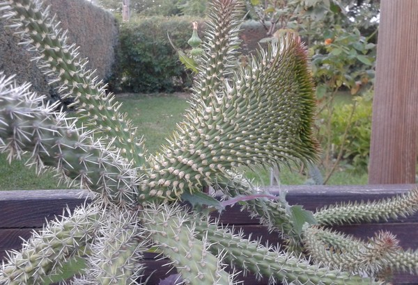 Cylindropuntia spinosior cristating bis.jpg