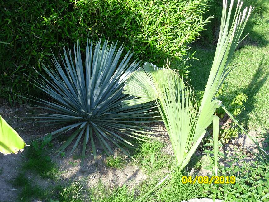 Yucca rotrata + Sabal bermudana je pense