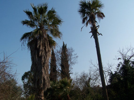 sabal palmetto et washingtonia robusta Ã   l'américaine