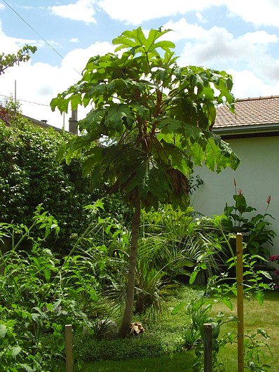 017.08 août 2013 (1).JPG