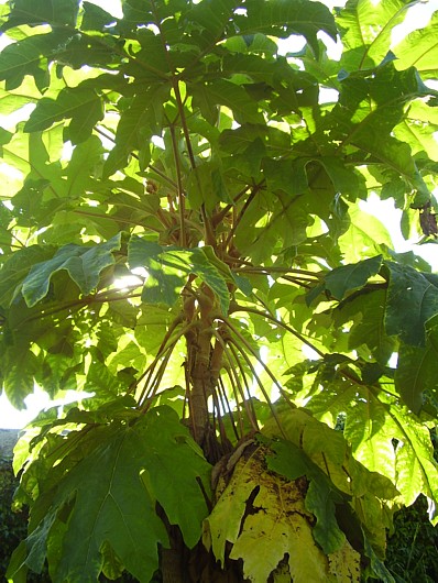 018.21 août 2013.JPG