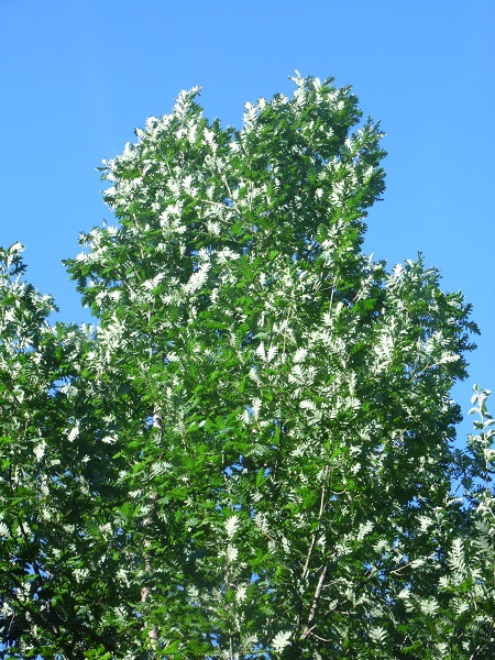 1)Quercus frainetto:Chêne de Hongrie<br />Un superbe reflet d'argent....