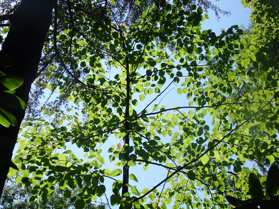 Davidia involucrata.Même sans ses mouchoirs,il est très graphique....