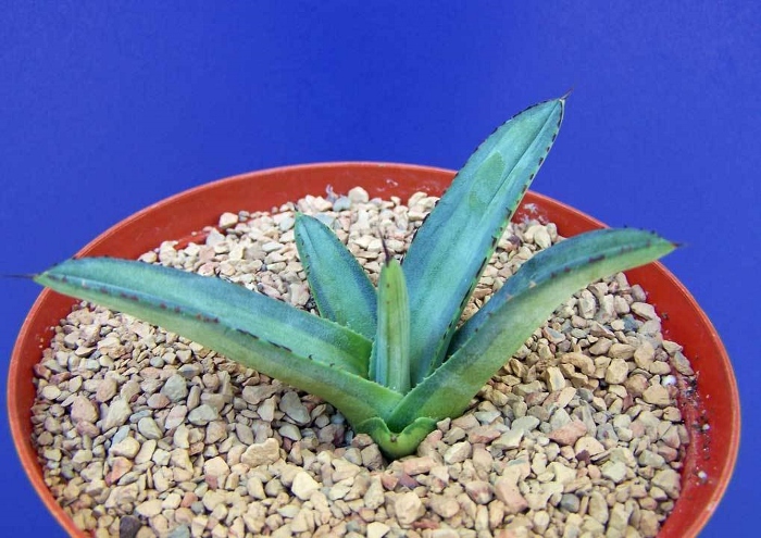 $T2eC16NHJGgFFmm4uc)!BSIjBGG+Ww~~60_57 (700x495).jpg