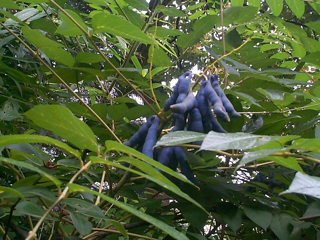 Fructification de D.fargesii