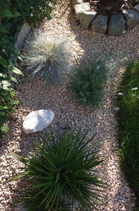 Le chamaerops humilis dans le jardin sec s'est refait une santé cette été.